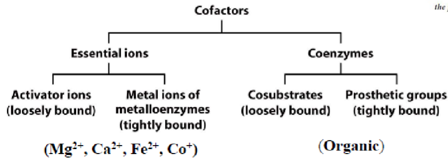 * non proteins molecules (organic/inorganic) that assist w/ struct and/or func
* 2 types: (can also be loosely or tightly bound to protein)


1. essential ions (inorganic)
2. coenzymes (organic) 