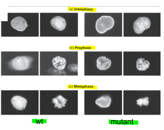 <p>disassembles </p><ul><li><p>look for depolymerization and lining of nuc envelope </p></li><li><p>MTs provide structural support </p></li></ul><p></p>
