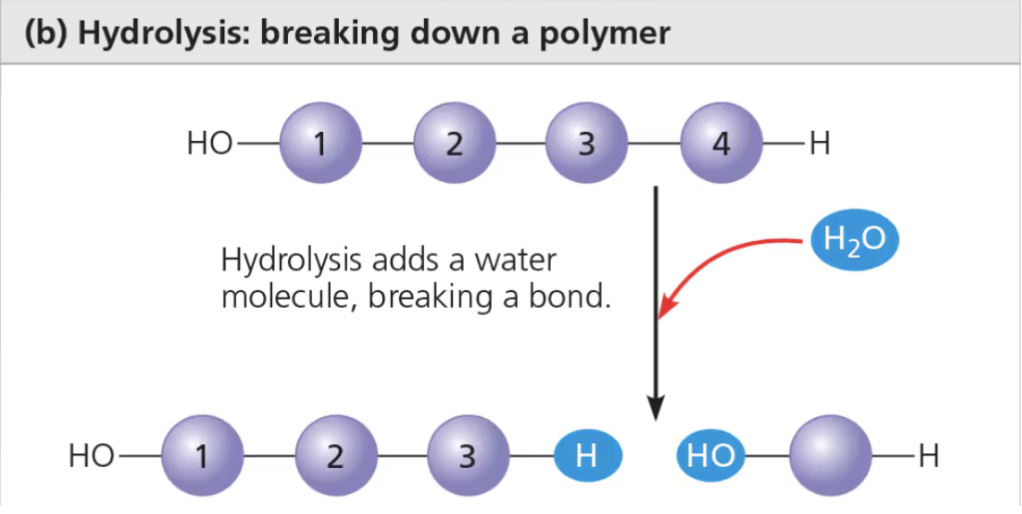 <p><span>a chemical reaction that breaks bonds between two molecules by the addition of water</span></p><ul><li><p><span>Functions in disassembly of polymers to monomers</span></p></li><li><p><span>Hydrogen from water attaching to one monomer and the hydroxyl group attaching to the other</span></p><ul><li><p><span>Ex: Digestion</span></p></li></ul></li></ul><p></p>