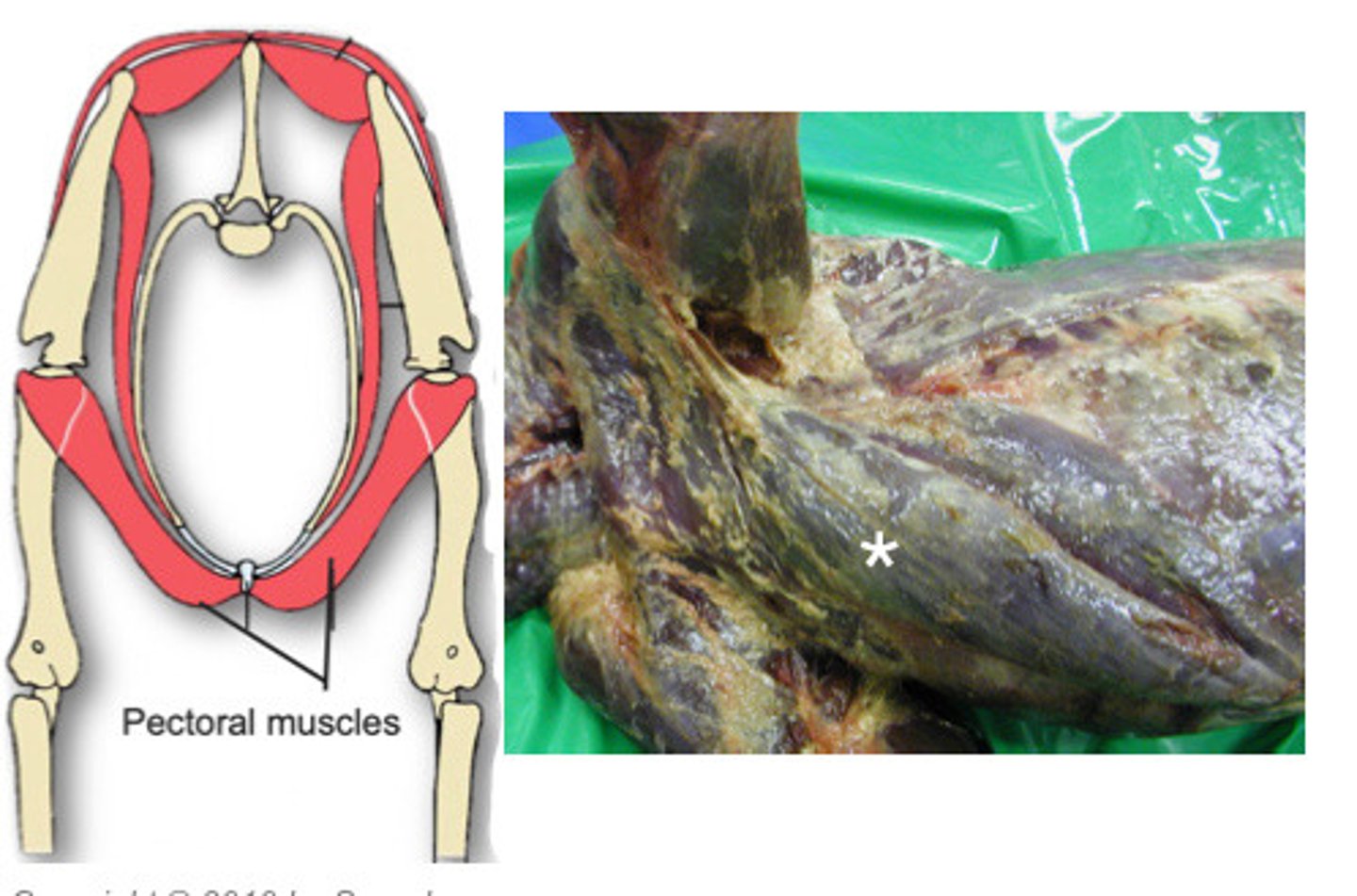 <p>What muscles are presented in the image?</p>