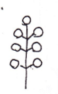 <p>Arrangement of flower?</p>