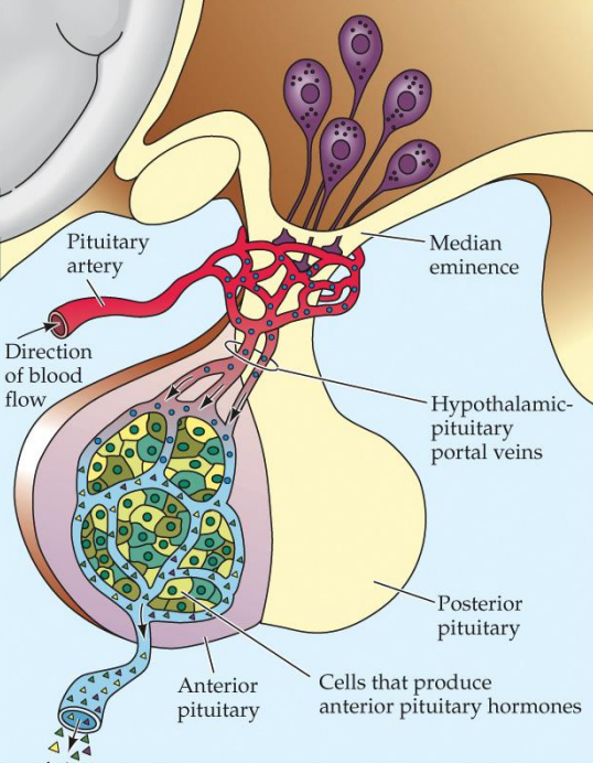 <p>Considered to be the master gland because it releases tropic hormones</p><p>Part of the hypothalamic-pituitary portal system</p><p>Releases gonadotropins (see Neuroendocrine System: Gonads)</p>