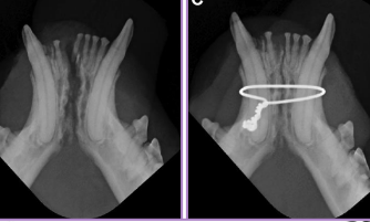 <ul><li><p><span style="background-color: transparent;"><span>Keep teeth for stability & occlusion, strong fixation and tension at alveolar surface, pharyngostomy intubation</span></span></p></li><li><p><strong><u>Non-surgical:</u></strong></p><ul><li><p><span style="background-color: transparent;"><strong><span>Tape muzzle</span></strong><span>: cheap, easy, unilateral stable fractures</span></span></p><ul><li><p><span style="background-color: transparent;"><span>not good for cats/brachycephalics</span></span></p></li></ul></li><li><p><span style="background-color: transparent;"><strong><span>Symphyseal wiring</span></strong><span>: cats, cerclage wire between canines, 6-8w healed</span></span></p></li><li><p><span style="background-color: transparent;"><strong><span>Maxillomandibular bonding</span></strong><span>: bonds upper/lower canines, cats/brachycephalics</span></span></p><ul><li><p><span style="background-color: transparent;"><span>aspiration risk, slurry diet needed</span></span></p></li></ul></li><li><p><span style="background-color: transparent;"><strong><span>Interdental splinting</span></strong><span>: acrylic/wire splinting, good for rostral, requires stable teeth</span></span></p></li></ul></li></ul><ul><li><p><strong><u>Surgical:</u></strong></p><ul><li><p><span style="background-color: transparent;"><strong><span>Interfragmentary wiring</span></strong><span>: good for linear, 2-piece fractures, requires exact reduction</span></span></p></li><li><p><span style="background-color: transparent;"><span>not good for comminution/bone loss</span></span></p></li><li><p><span style="background-color: transparent;"><strong><span>Plates & screws</span></strong><span>: body/ramus,</span><strong><span> avoid tooth roots & mandibular canal, place ventrolaterally</span></strong></span></p><p><span style="background-color: transparent;"><strong><span>ESF</span></strong><span>: strong, min invasive, high postop care, self-trauma risk</span></span></p></li></ul></li></ul><img src="https://knowt-user-attachments.s3.amazonaws.com/f47f88e6-991e-46a1-97ee-033f727998c5.png" data-width="50%" data-align="center"><p></p>