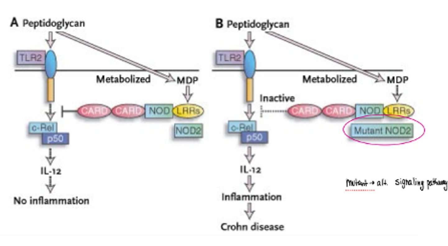 <p>·&nbsp;&nbsp;&nbsp;&nbsp;&nbsp; The mutated NOD2/CARD15 protein is incapable of sensing lipopolysaccharides or peptidoglycans, and of initiating NF-kB signaling ad impairs its ability to eliminate invasive bacteria in intestinal epithelial cells</p>