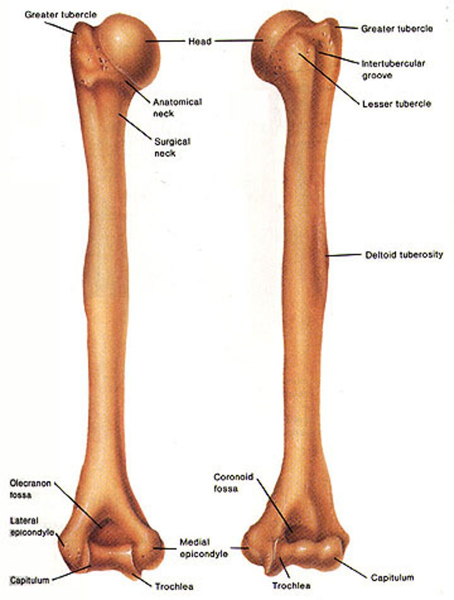 <p>Head of humerus is medial and proximal; olecranon fossa is posterior (big indent)</p>