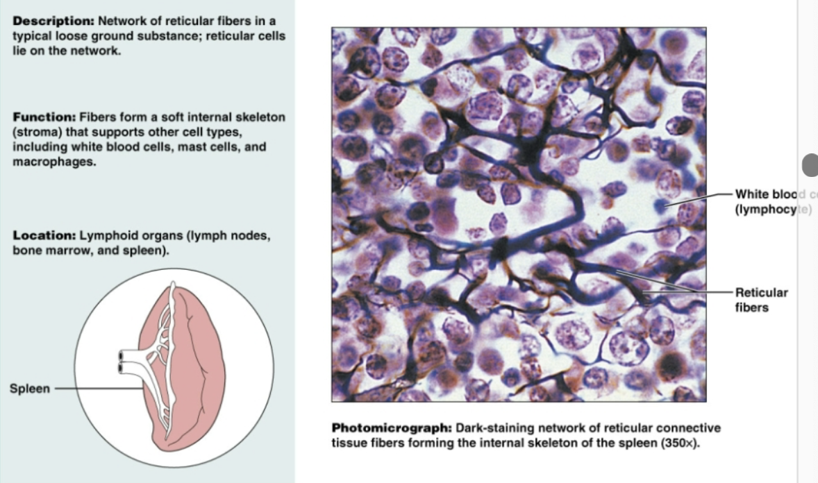 <p>Network of reticular fibers in a loose ground substance. Functions to form soft internal skeleton that supports other cell types, including white blood cells and mast cells. Found in lymphoid organs (lymph nodes, bone marrow, spleen)</p>