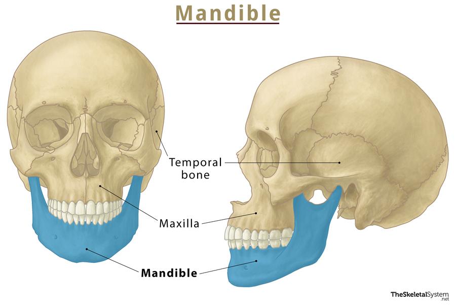 <p>body, ramus, mandibular notch, alveolar processes, coronoid process, ,mental foramen, mandibular condyle</p>