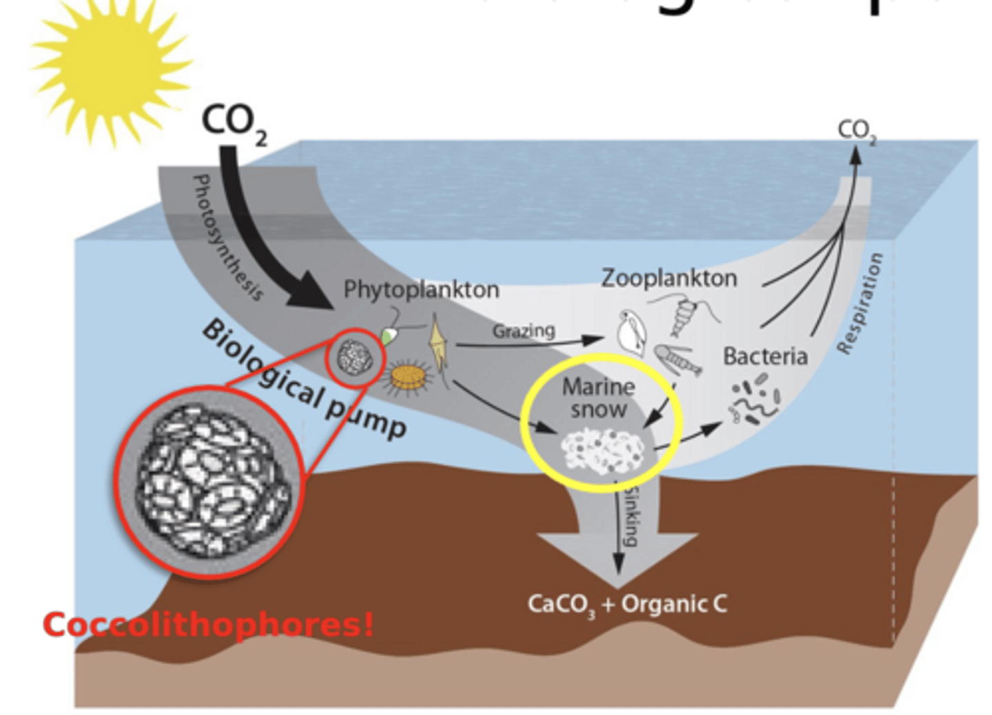 <p>amorphous aggregations of detritus from algae and other organisms; plays an important role in the operation of the biological pump!</p><p>entire microbial communities may exist upon marine snow</p>