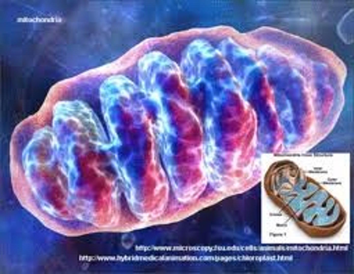<p>Sausage shaped organelles with a double membrane. The inner membrane folds in to cristae. This organelle plays a fundamental role in the production of ATP in eukarayote cells and they are abundant in cells which require high amounts of energy such as muscle cells.</p>