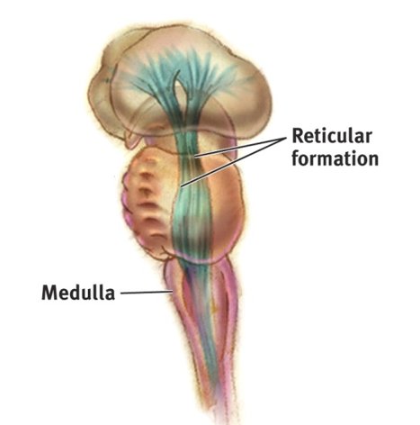 <p><strong>Reticular formation </strong></p>