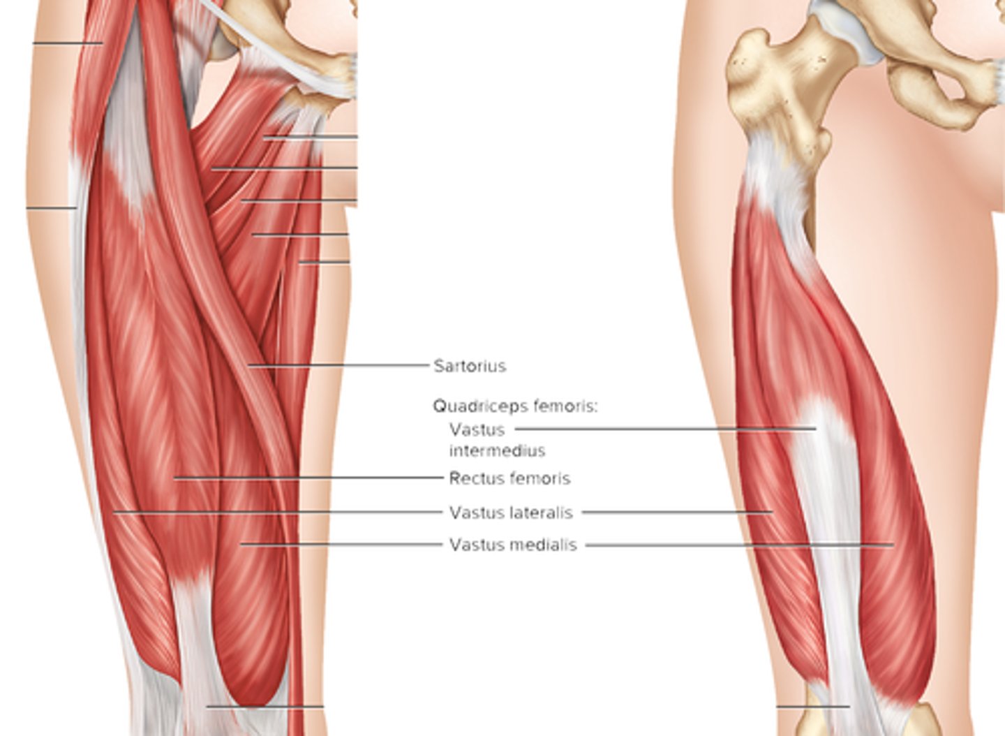 <p>Quadriceps femoris (rectus femoris, vastus lateralis, vastus medialis, vastus intermedius), Sartorius</p>