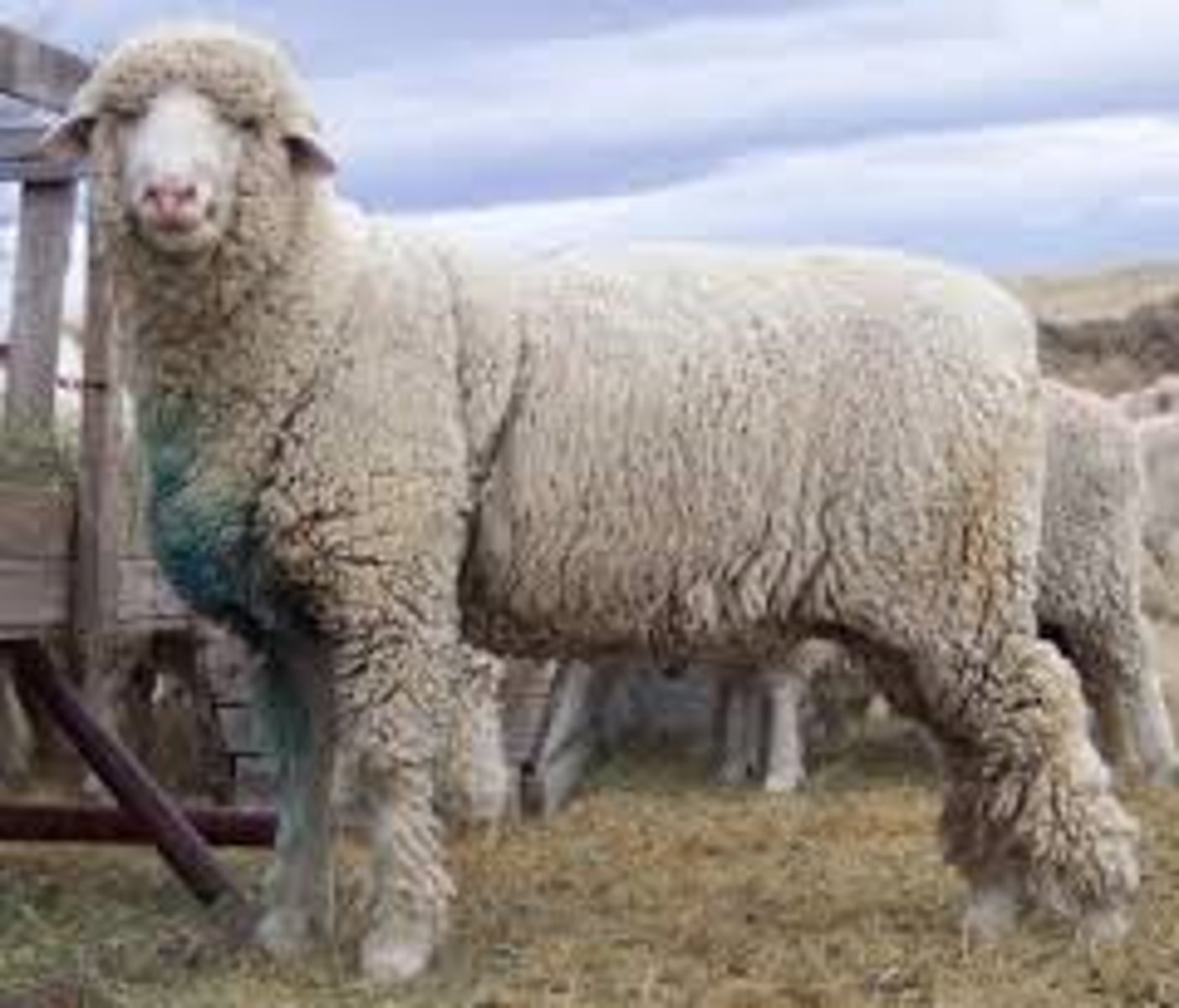 <p>pink nose</p><p>lincoln ramxcolumbia ewe</p><p>most used in US established in wyoming</p><p>5-7 inch 15 lb fleece</p><p>value in wool</p><p>too big for texas or new mexico</p>