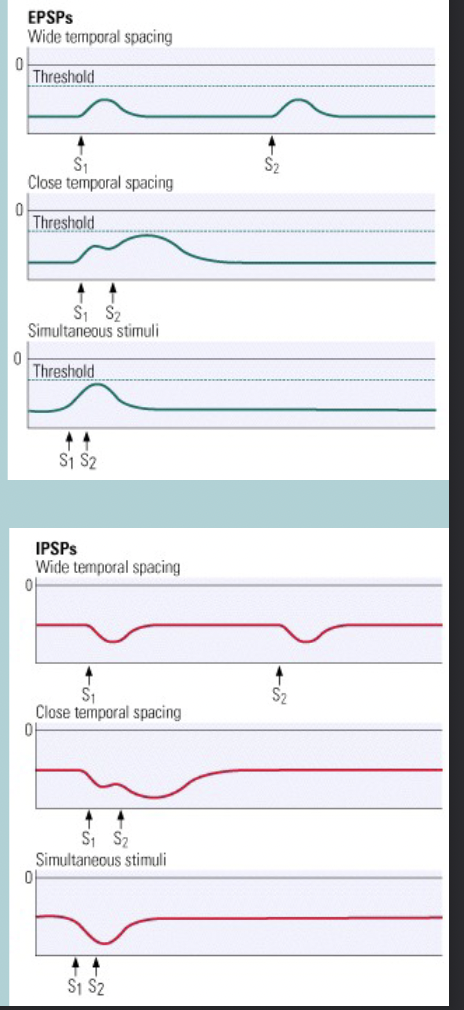 <p>Temporal (in time) summation:</p><p>If two signals occur close enough together in TIME, the send one has its EFFECT before the first has  DEGRADED&nbsp;</p>