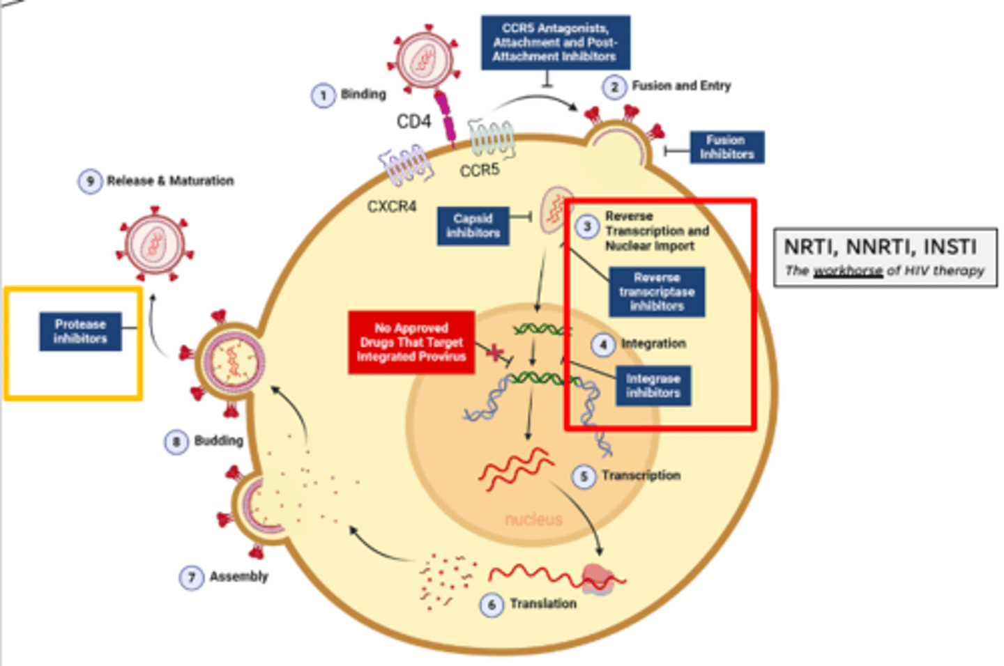 <p>•Typical CD4 count: 500-1200 cells/mm3</p><p>•Acquired immunodeficiency syndrome (AIDS): CD4 <200 cells/mm3</p>