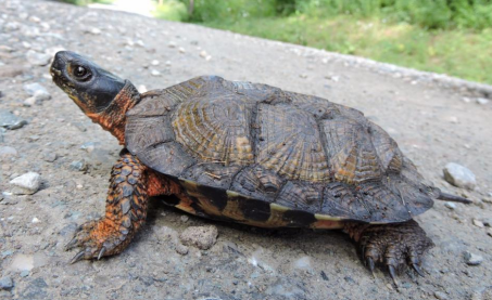 <p>Wood turtle</p>