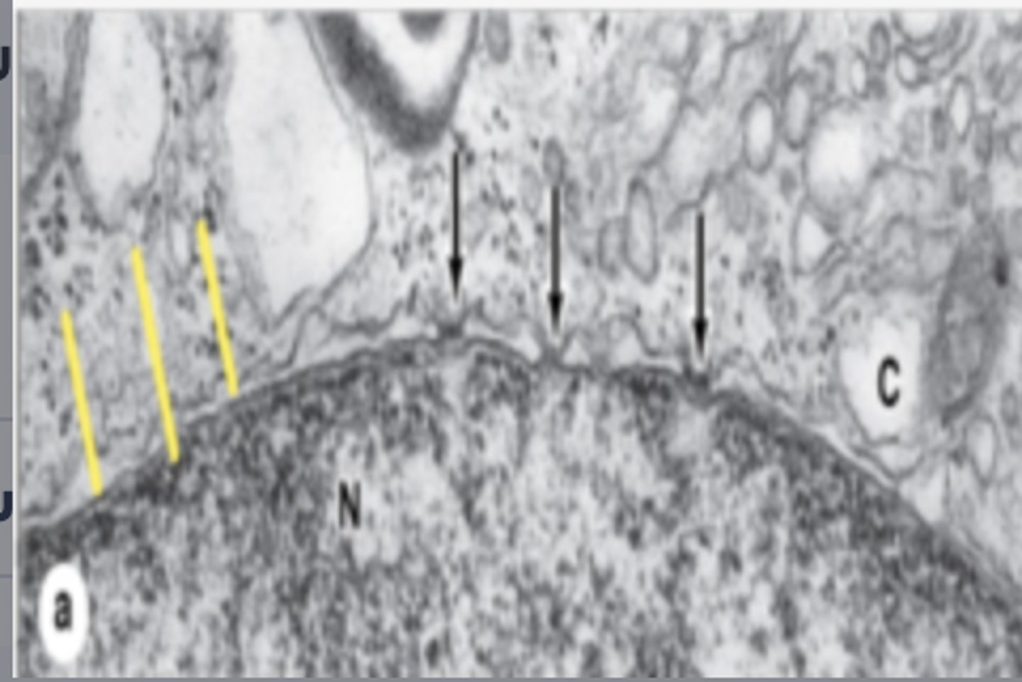 <p>Identify the specific structure</p>