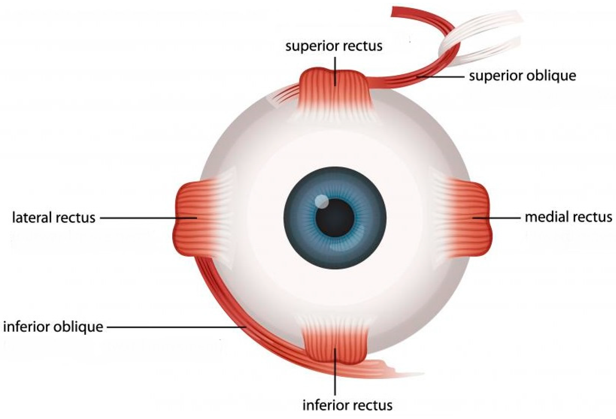 <p>muscles within the orbit but <em>outside </em>the eyeball</p>
