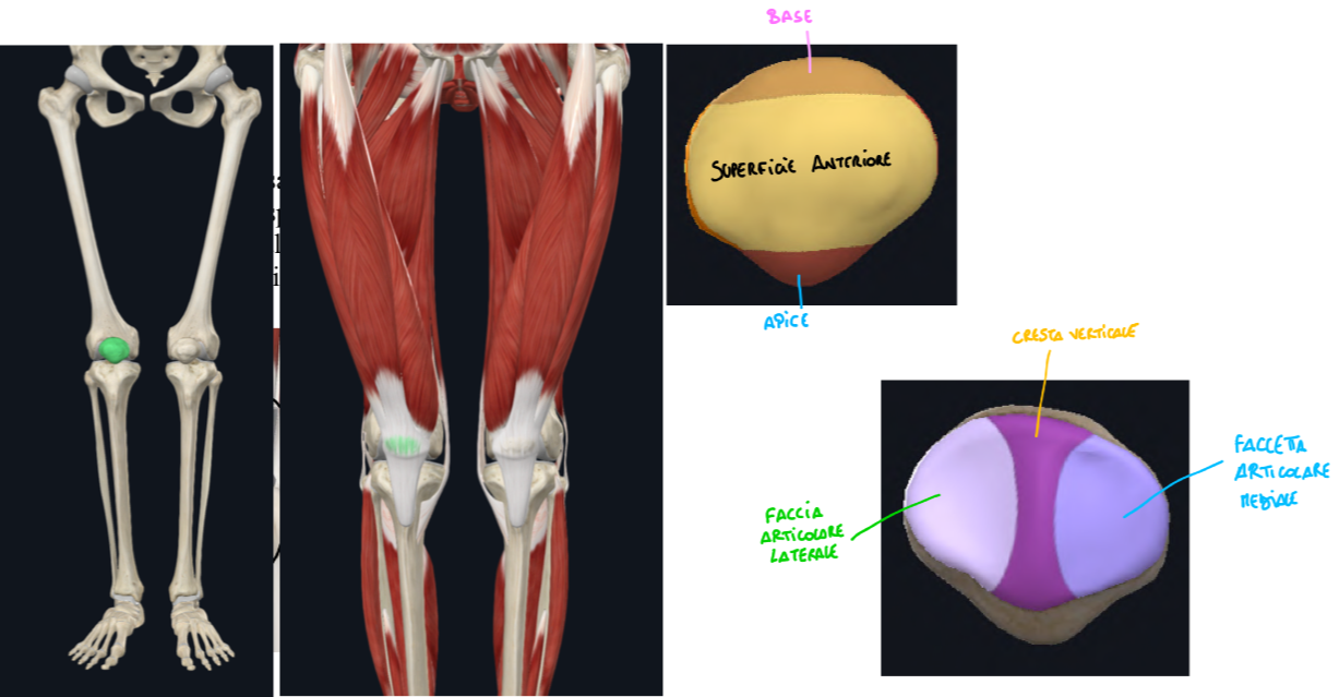 <p>Osso Sesamoide più grande.</p><p>Osso breve e piatto.</p><p>Accolto nello spessore del tendine del quadricipite femorale.</p><p>Le ossa sesamoidi migliorano la meccanica muscolare → aumentano forza e leva dei muscoli sull’osso su cui si inseriscono (la patella migliora quindi la meccanica del quadricipite)</p><p></p>