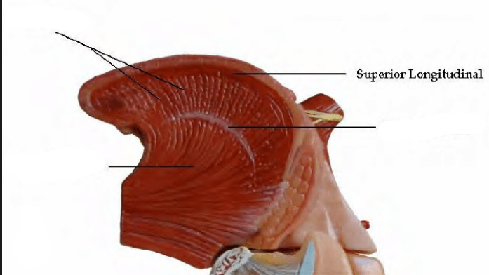 <p>Superior Longitudinal Muscle</p>