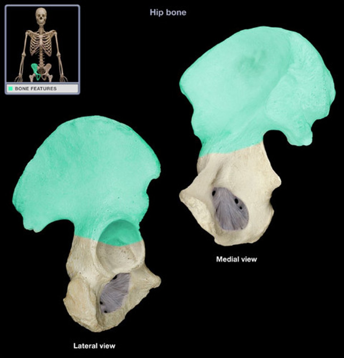 <p>A broad, flared bone that makes up the upper and lateral sections of the pelvis.</p>