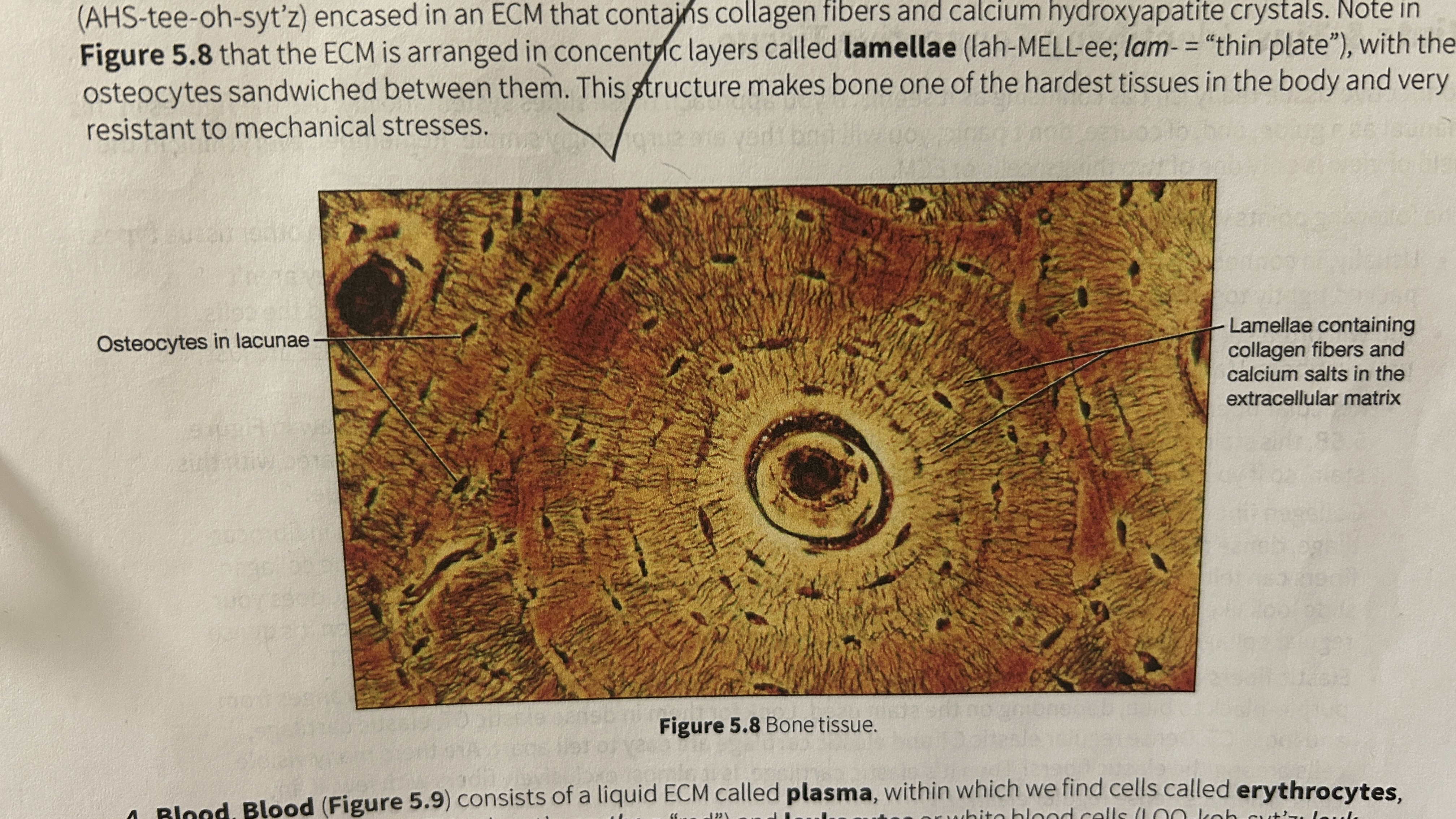 <p>bone cells encased in ECM that contains collagen fibers and calcium hydroxyapatite crystals in lacunae. Arranged around central canals within matrix and Small channels through matrix (canaliculi) allow for exchange</p><p>of materials with blood. </p>