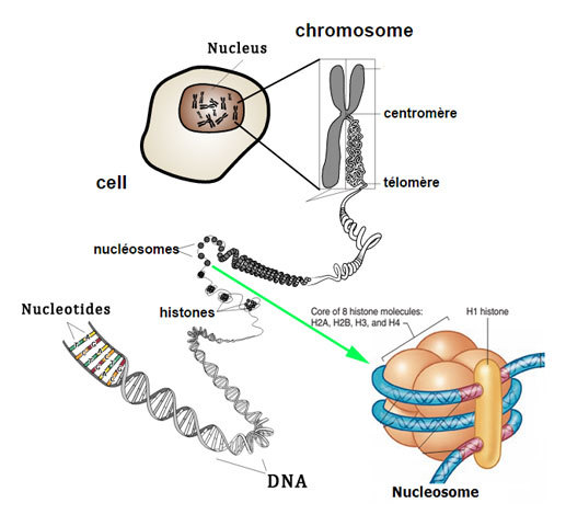 <ul><li><p>consequence of its association with histone proteins&nbsp;</p></li><li><p>to form<strong> nucleosomes</strong></p></li></ul><p></p>
