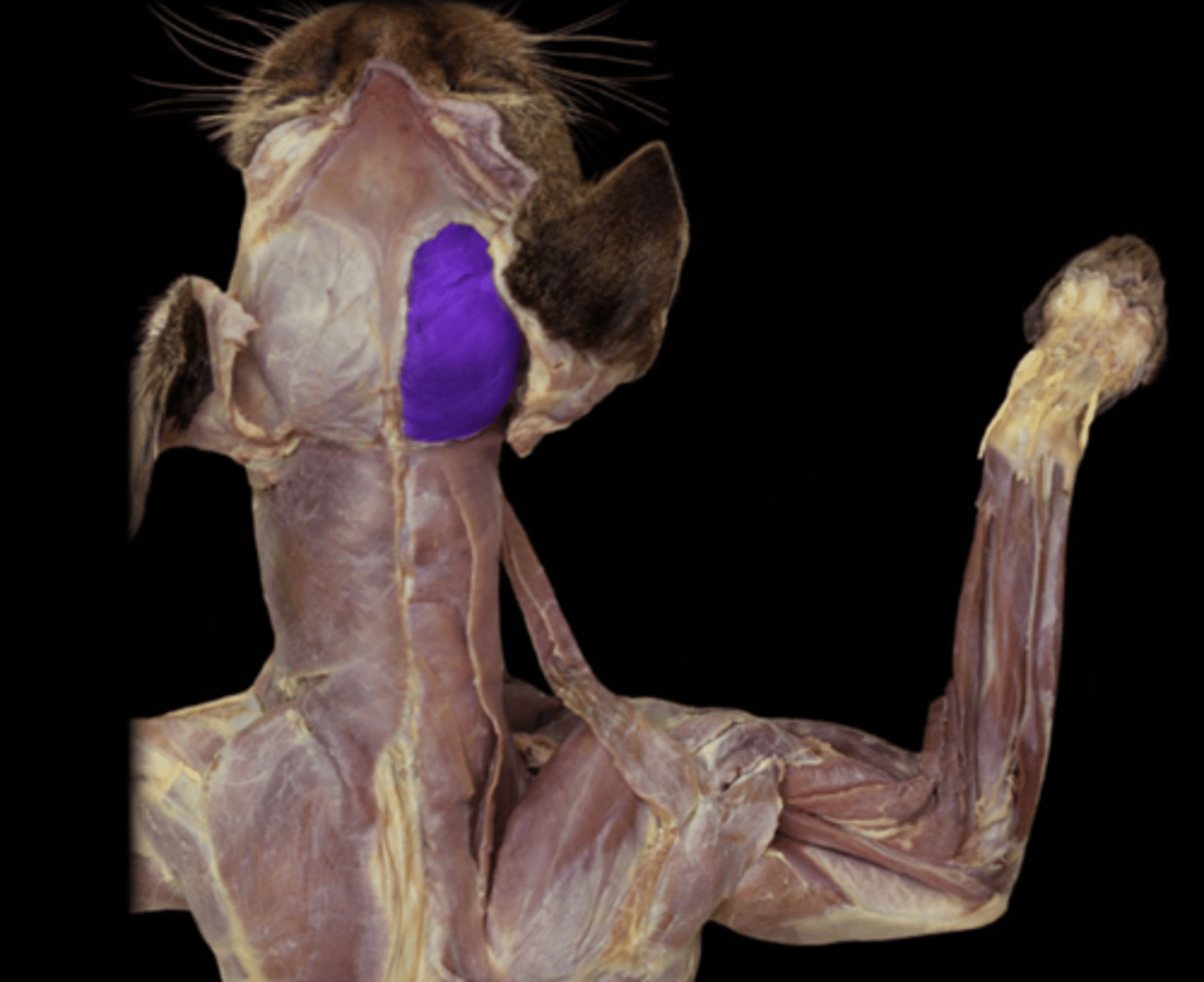 knowt flashcard image