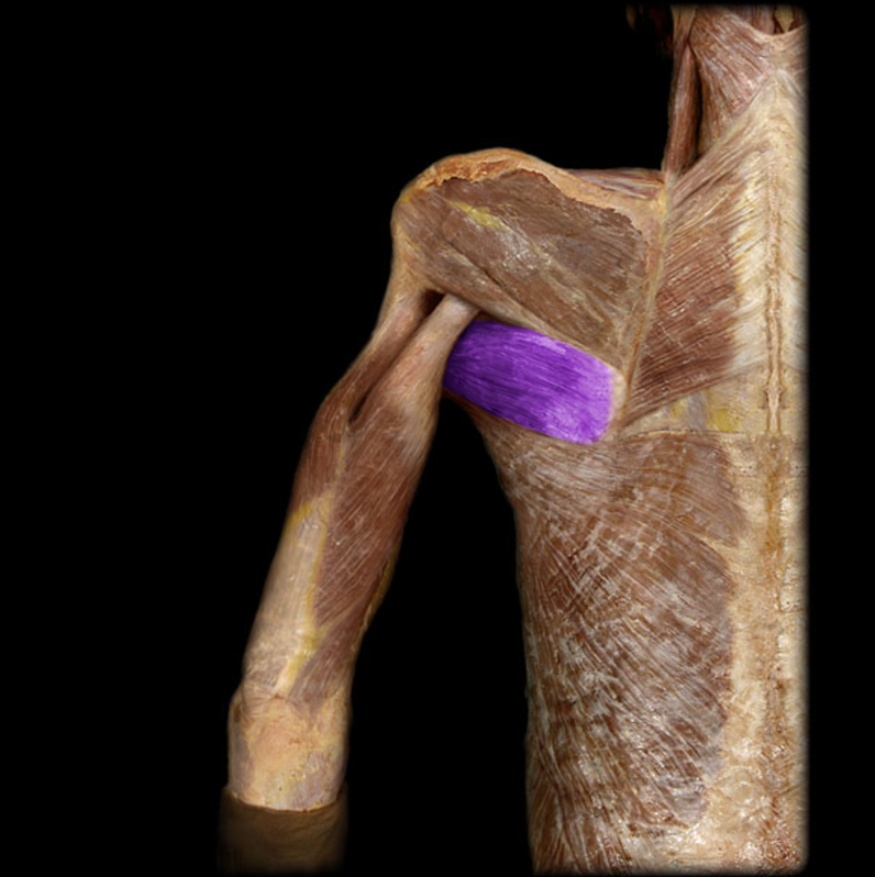 <p>Teres major</p>