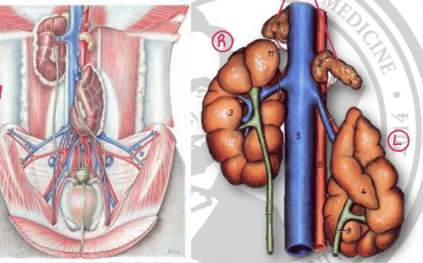 <p>the left hilus is _____ directed due to displacement by the rumen</p>