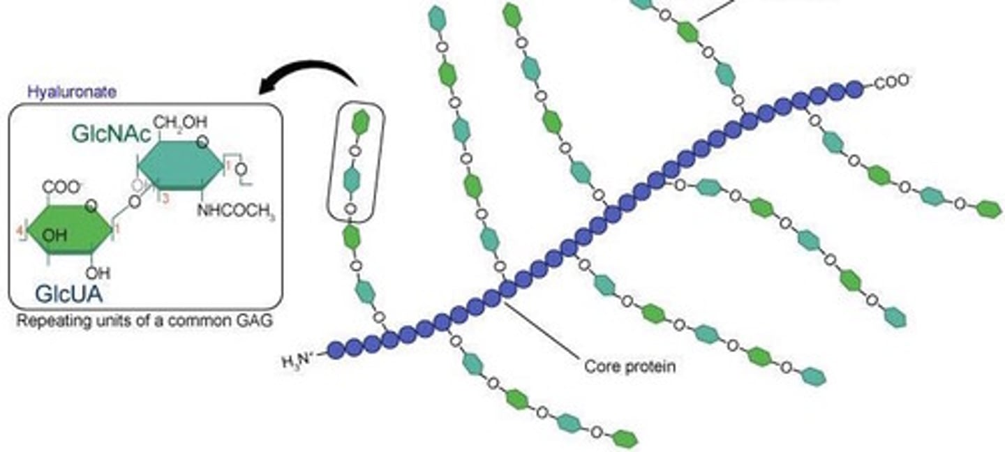 <p>small core proteins with EXTENSIVE carbohydrate chains found in bacterial cell walls and animal ECM</p>