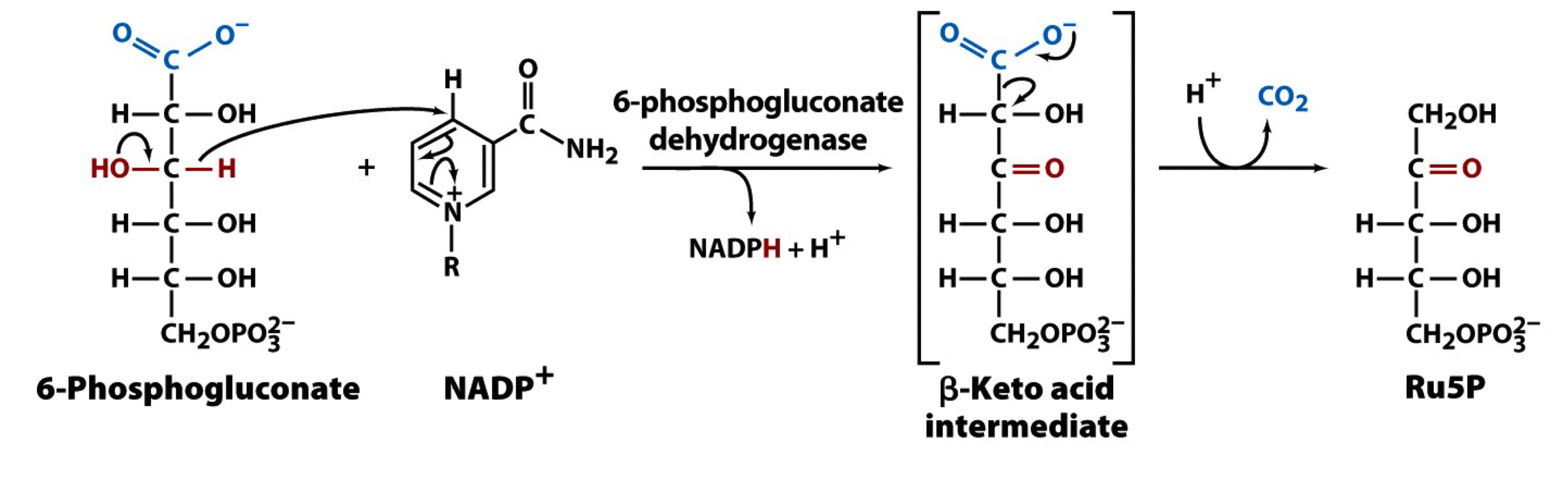 6-phosphonogluconate is oxidized by 6-phosphonogluconate dehydrogenase to generate the second molecule of NADPH, releasing CO2 and forming ribulose-5-phosphate (Ru5P)