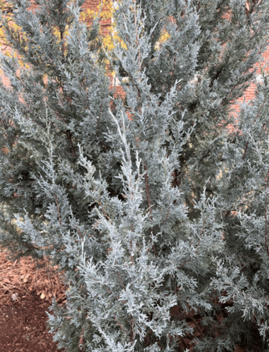<p>super blue, male and female cones (mostly male)</p>