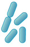 <p><span>This is an example of </span><span style="color: mediumseagreen"><strong>[shape]</strong></span><span> bacteria</span></p>