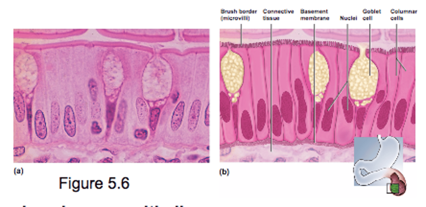 <p>-single row of tall, narrow cells &amp; single row of nuclei</p><p>- active transport process (secretion and absorption)</p><p>- some protection</p>