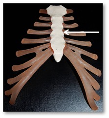 Name this specific bony landmark of the sternum.