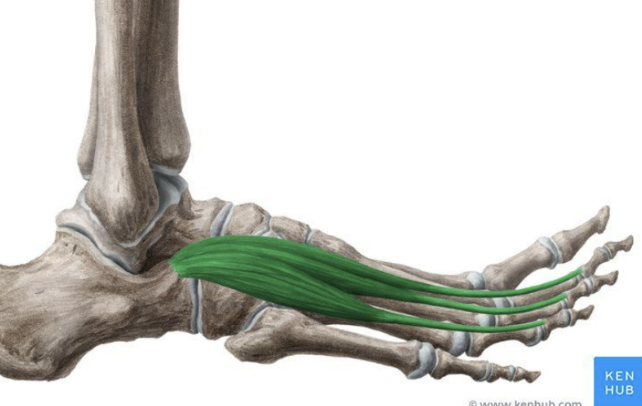 <p>MUSCLE:</p><p>ORIGIN:</p><p>INSERTION:</p><p>NERVE:</p><p>ACTION:</p>