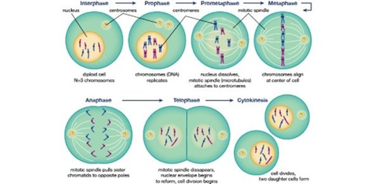 <p>The two main steps of cell division are mitosis and cytokinesis.</p>