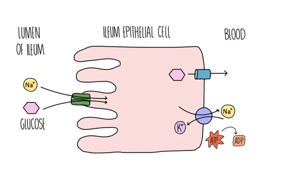<ol><li><p>Na+ actively transported from epithelial cells lining ileum to blood via sodium potassium pump, establishing a concentration gradient of Na+ (higher in lumen than epithelial cel) </p></li><li><p>Na+ enters epithelial cell <strong>down</strong> its concentration gradient with glucose <strong>against</strong> its concentration gradient via a co-transporter protein </p></li><li><p>Glucose moves down a concentration gradient into blood via facilitated diffusion </p></li></ol><p></p>