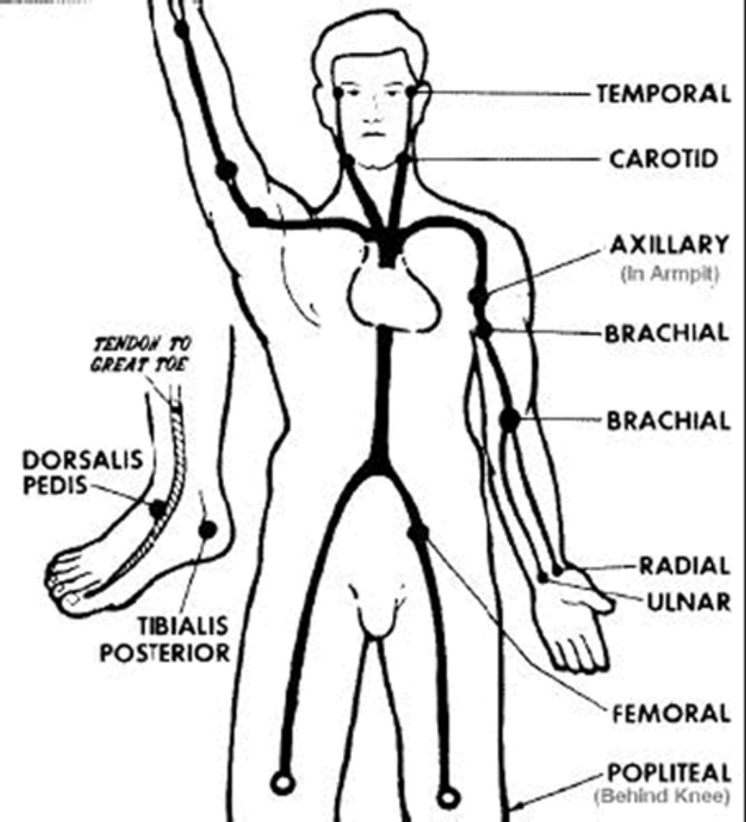 <p>areas where arteries lie over a bone</p>