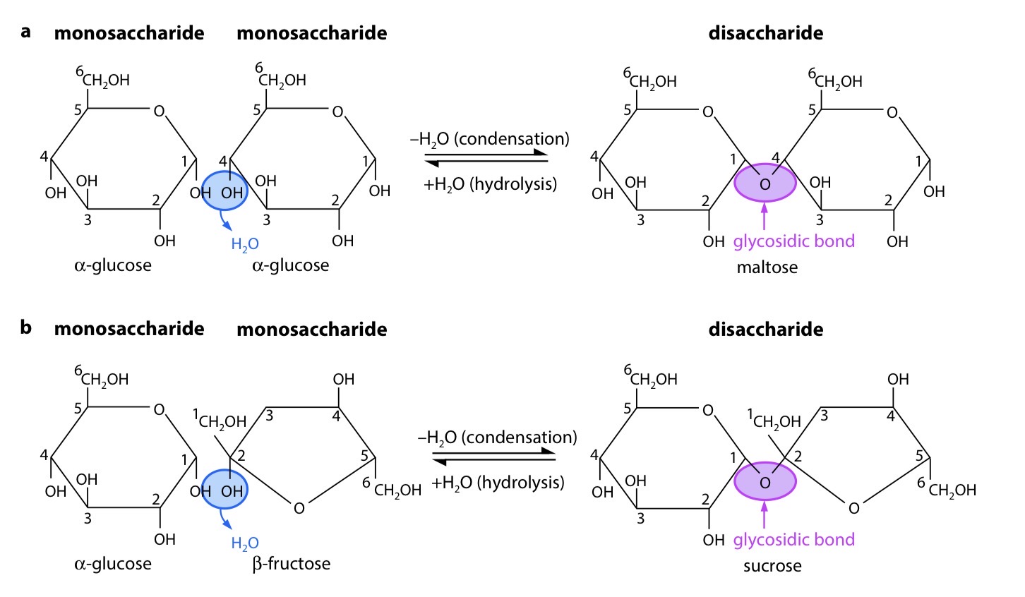 <p>For each condensation reaction, two hydroxyl (–OH) groups line up alongside each other. One combines with a hydrogen atom from the other to form a water molecule. This allows an oxygen ‘bridge’ to form between the two molecules, holding them together and forming a disaccharide. The bridge is called a glycosidic bond.</p>