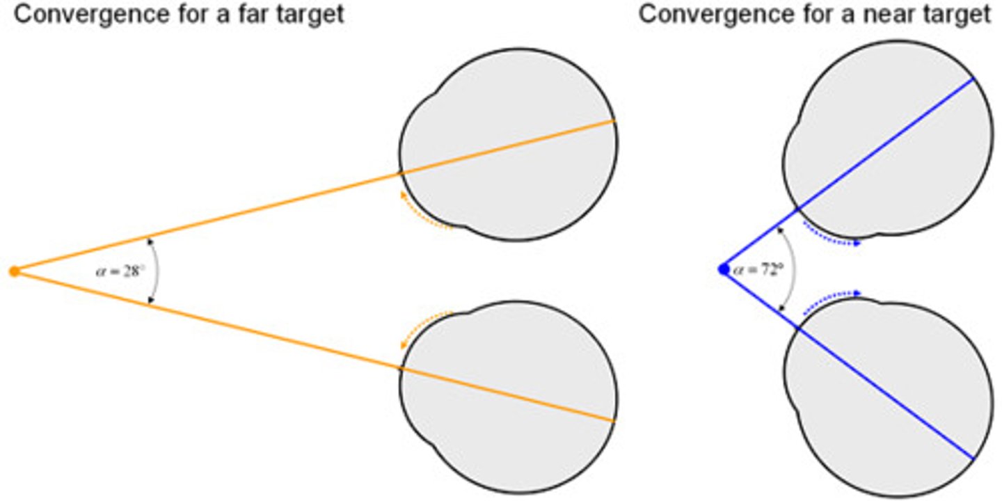 <p>When 2 eyes move inward to see near objects and outward to see faraway objects (more convergence - closer the object)</p>