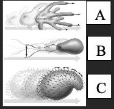 <p><span>Which of the following illustrates the type of locomotion associated with ciliated protists such as <em>Paramecium</em>?</span></p>