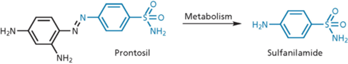 <p>blocked metabolic pathway needed for replication of nucleic acid of genome of bacteria</p><p>- Prontosil discovered to have antibiotic activity (1935) in vivo but not in vitro (2 nitrogens, from a dye)</p><p>- metabolized to sulfanilamide in the body</p><p>- Prontosil was a prodrug</p>