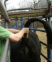 <p>cattle restraint #7</p>