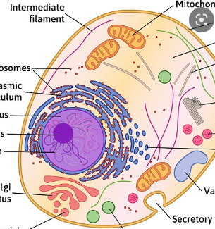 <p>cell membrane, cytoskeleton, cytoplasm, nucleus, nucleolus, ribosomes, ER, golgi apparatus, lysosomes, vacuoles, centrioles, centrosomes, cilia, flagella, mitochondria</p>