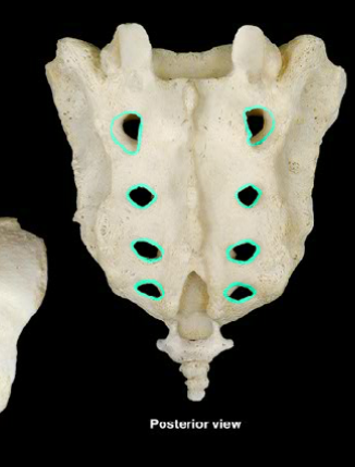 holes on outside of sacrum