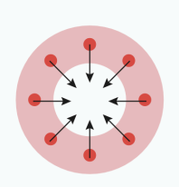 <p>walls thicken</p>