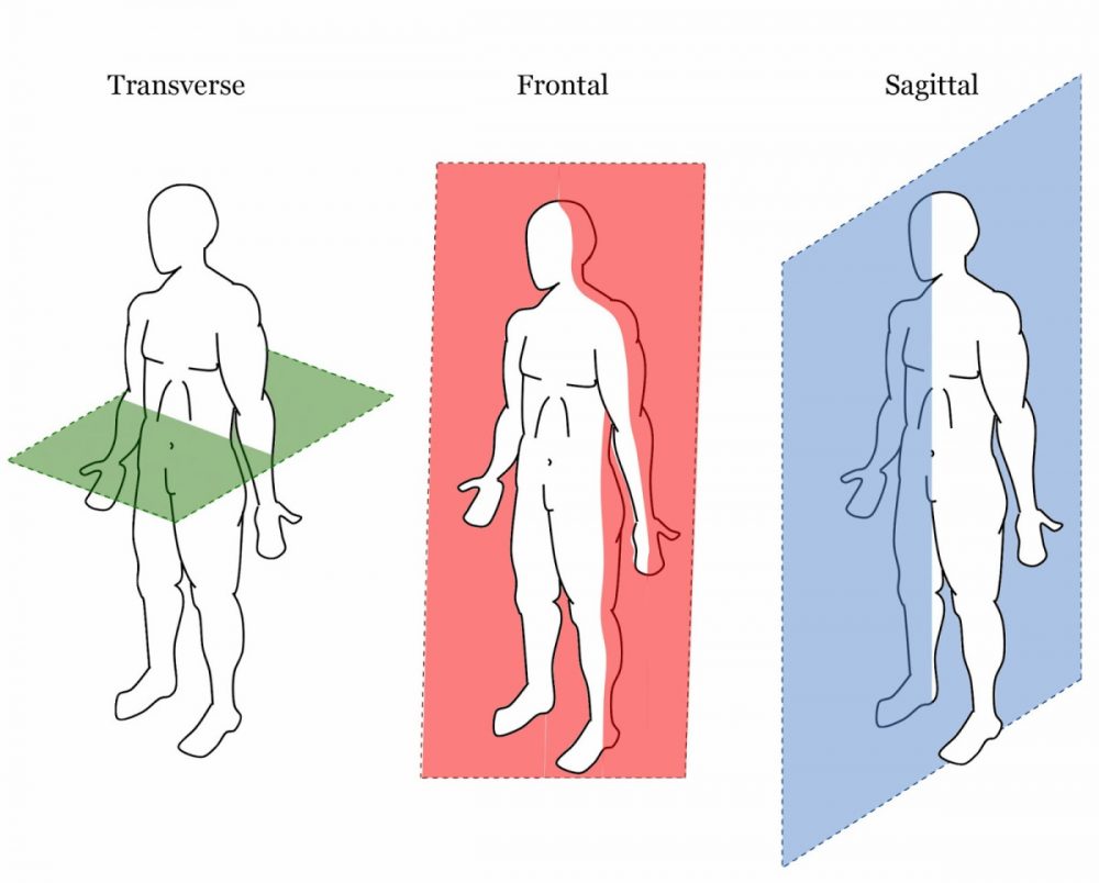 <p><span style="background-color: transparent;"><span>Divides the body into left and right sections of the body&nbsp;</span></span></p>