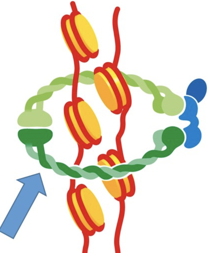The blue arrow is pointing at a cohesion protein. Describe the red DNA strands shown in the image below.