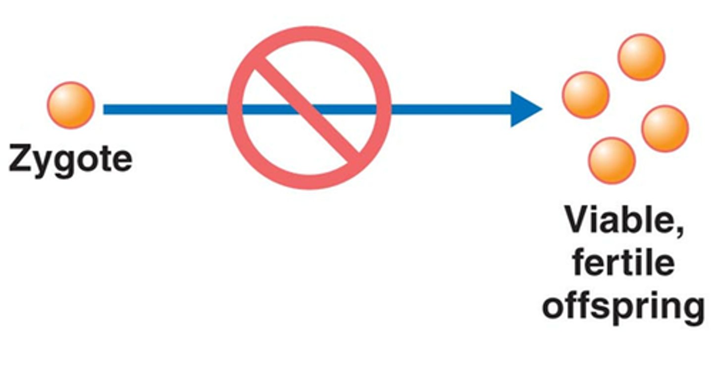 <p>Barriers that prevent the hybrid zygote from becoming a fertile adult.</p>